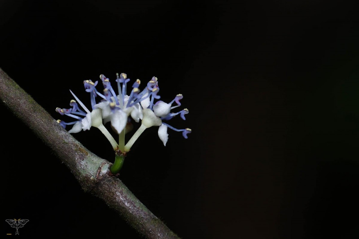 Memecylon rostratum Thwaites